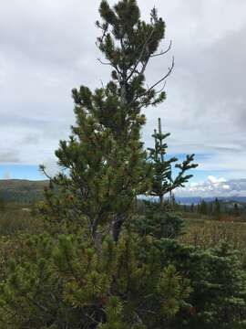 Image of Rocky Mountain lodgepole pine