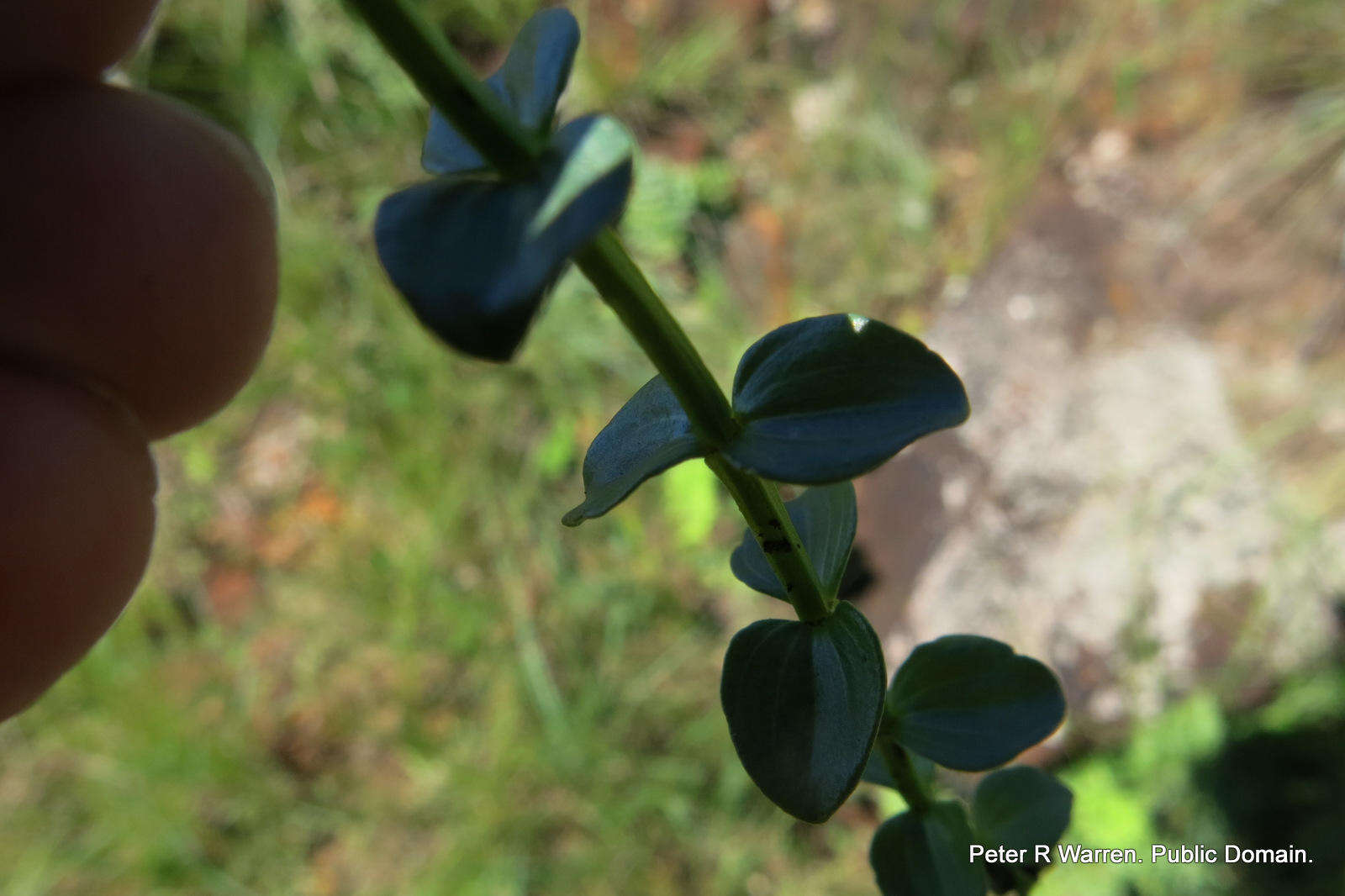 Image of Sebaea natalensis (Schinz) Schinz