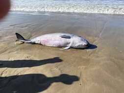 Image of pygmy and dwarf sperm whales