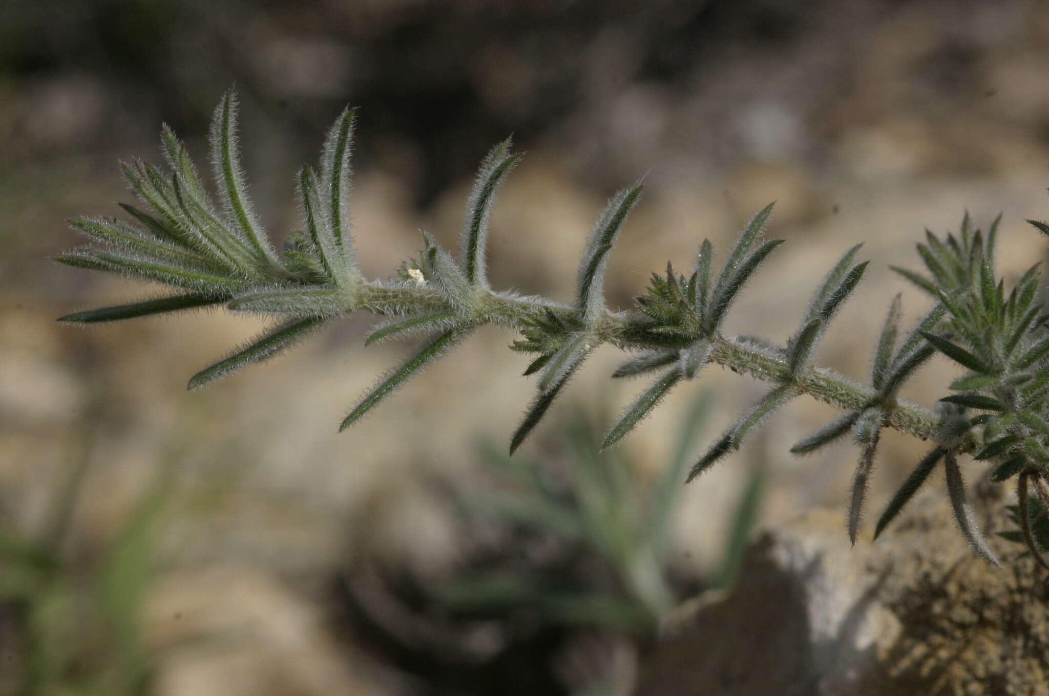 Plancia ëd Asperula hirsuta Desf.