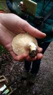 Слика од Lactarius californiensis Hesler & A. H. Sm. 1979