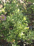 Image of Mesembryanthemum deciduum (L. Bol.) Klak