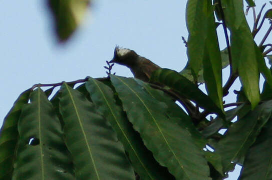 Image of Mottle-backed Elaenia