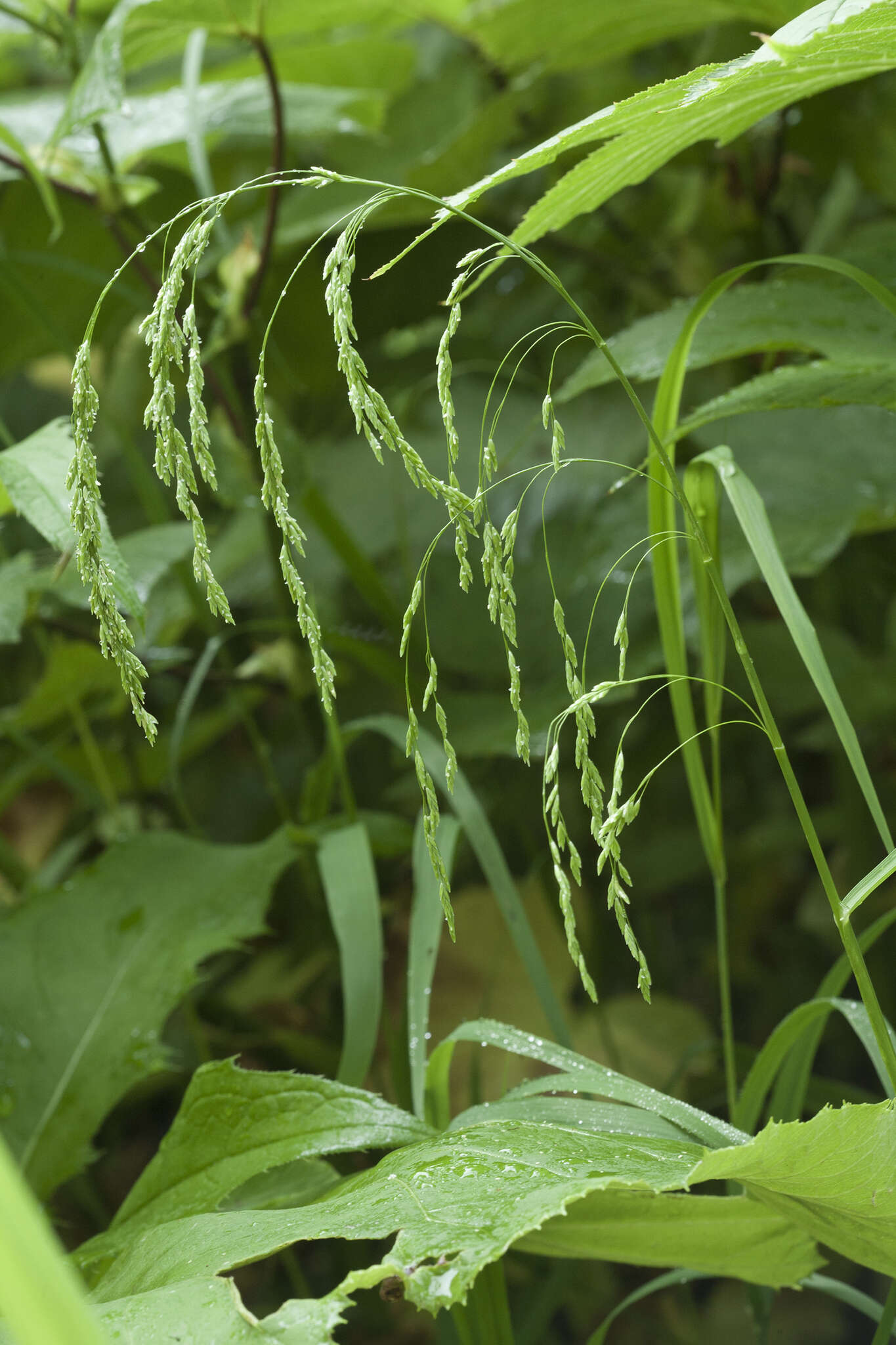 Image of Glyceria lithuanica (Gorski) Gorski