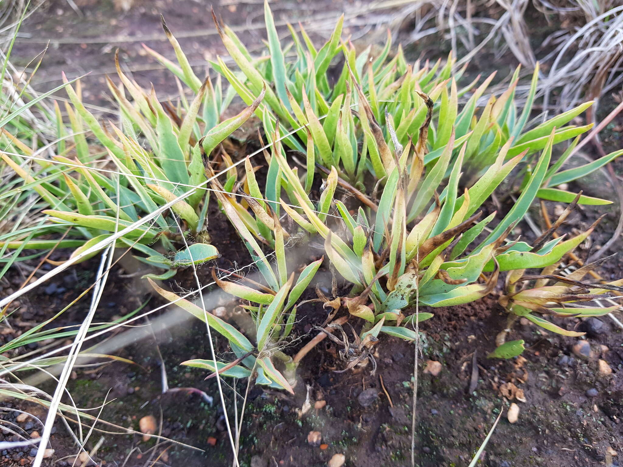 Image of Euphorbia pseudotuberosa Pax