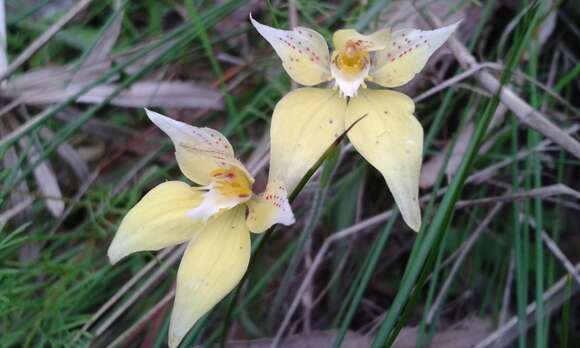 Image of Caladenia flava R. Br.