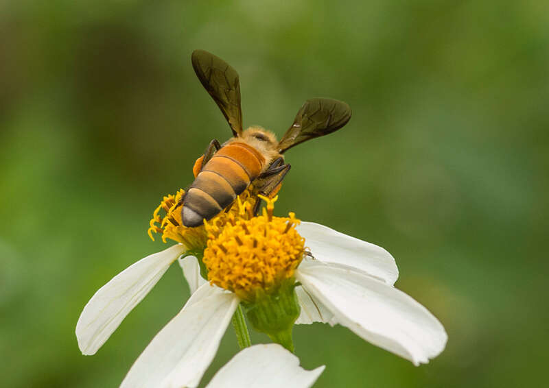 Image de Apis dorsata Fabricius 1793