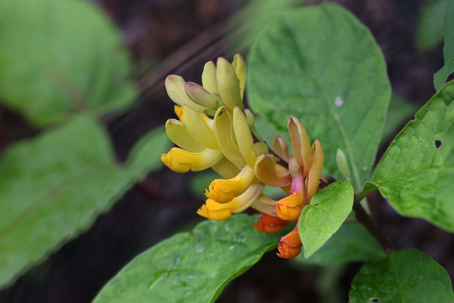 Image of Polygala reinii Franch. & Sav.