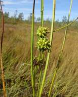 Sivun Sparganium subglobosum Morong kuva