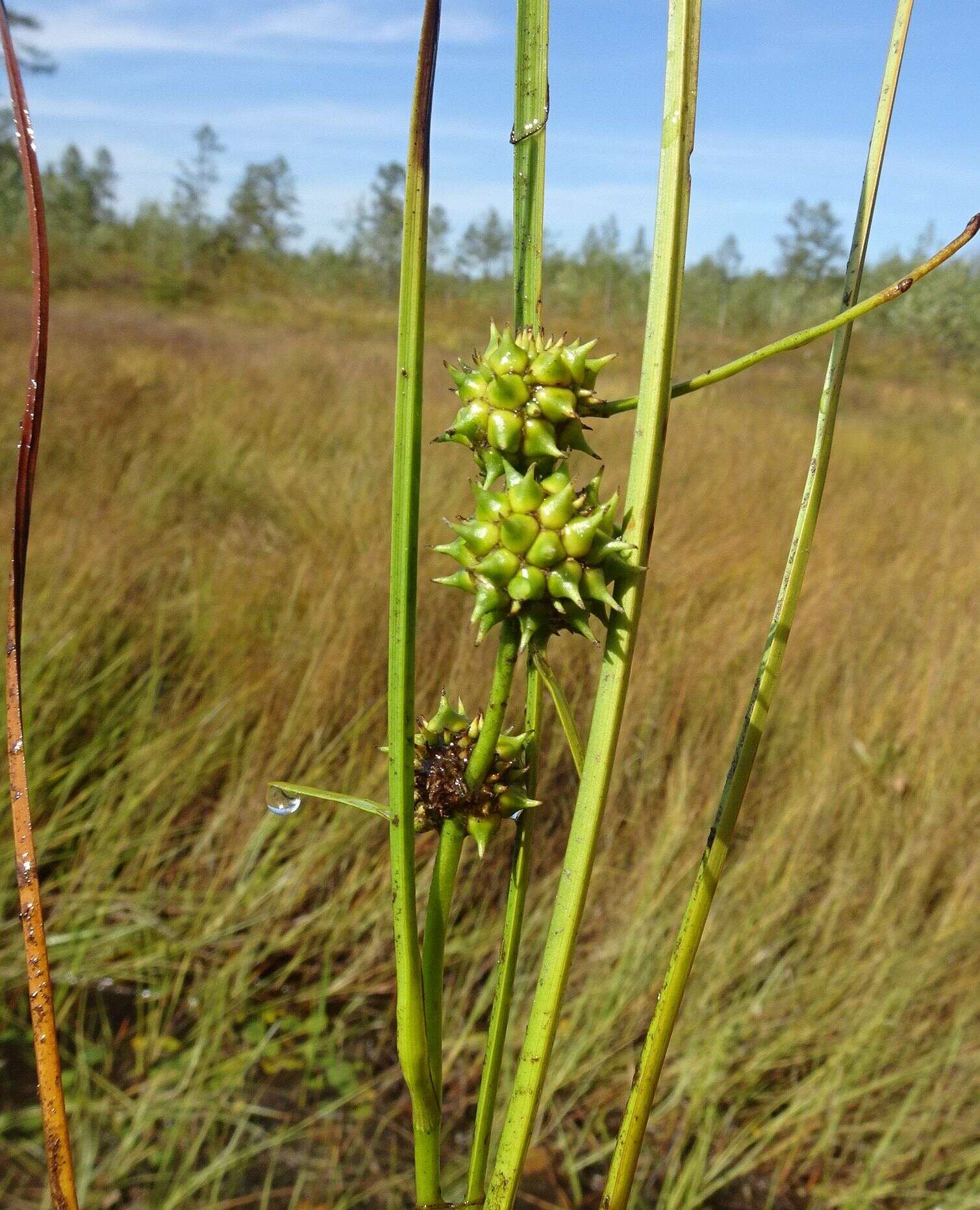 Sivun Sparganium subglobosum Morong kuva