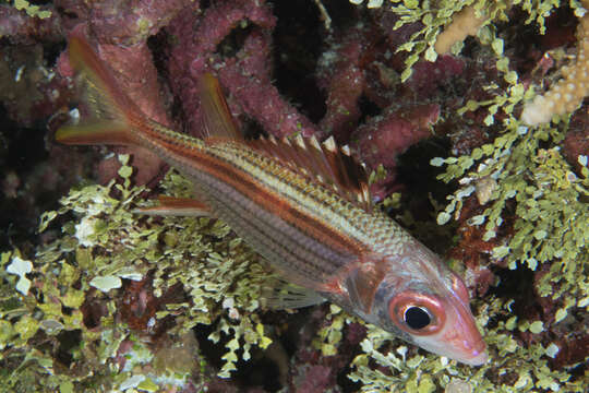 Image of Armed Squirrel-fish