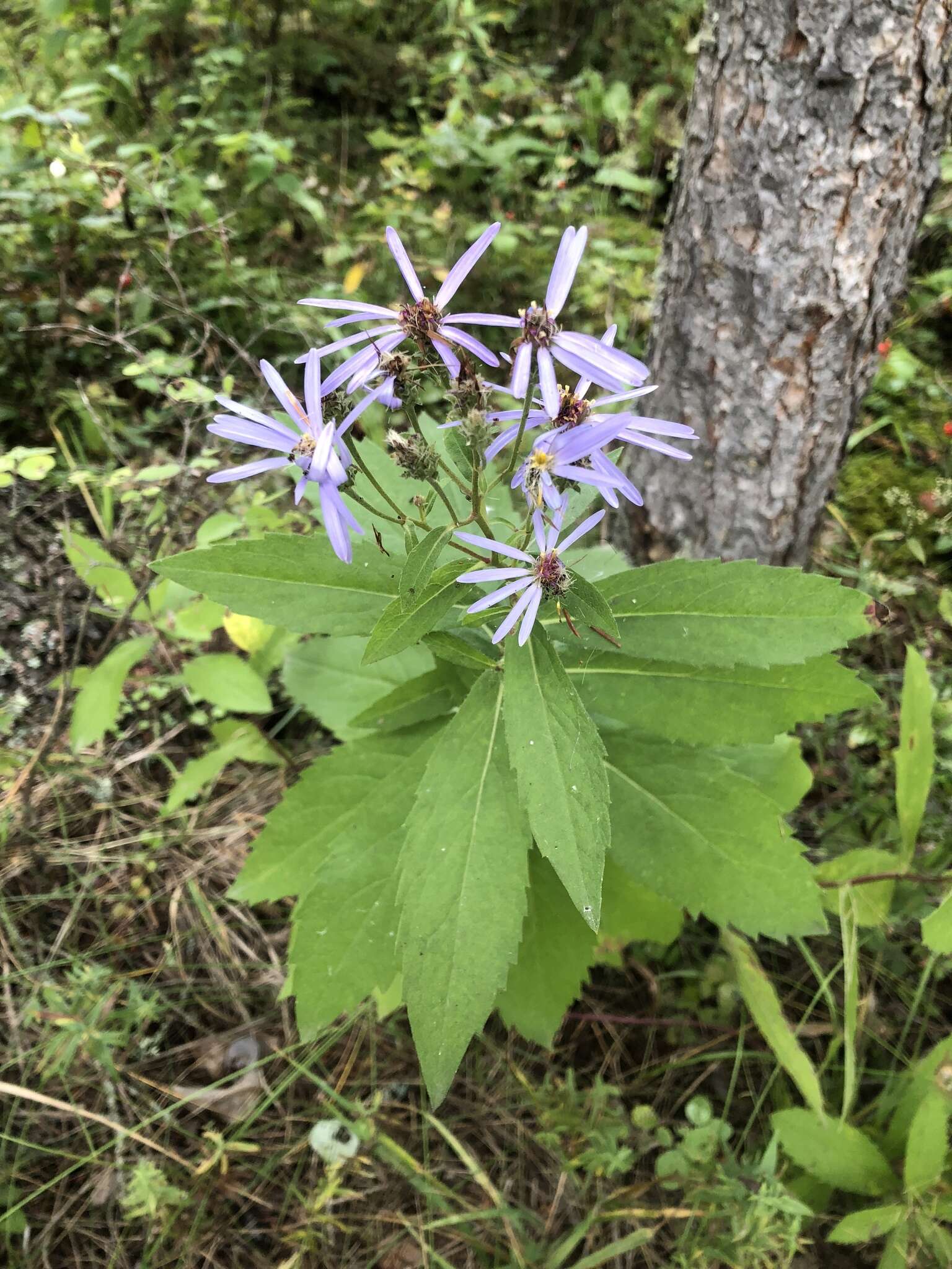 صورة Eurybia conspicua (Lindl.) G. L. Nesom