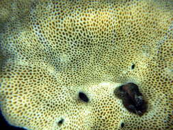 Image of tombstone coral