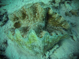 Image of Bear Paw Clam