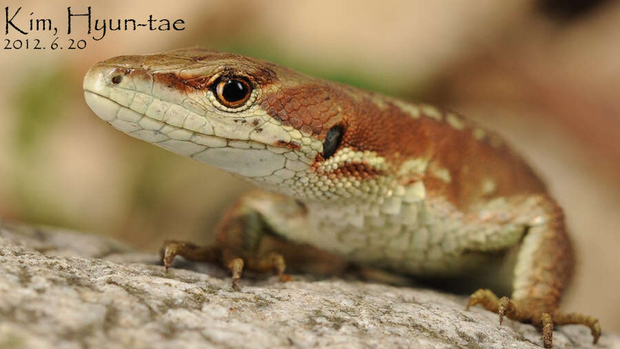 Takydromus amurensis (Peters 1881) resmi