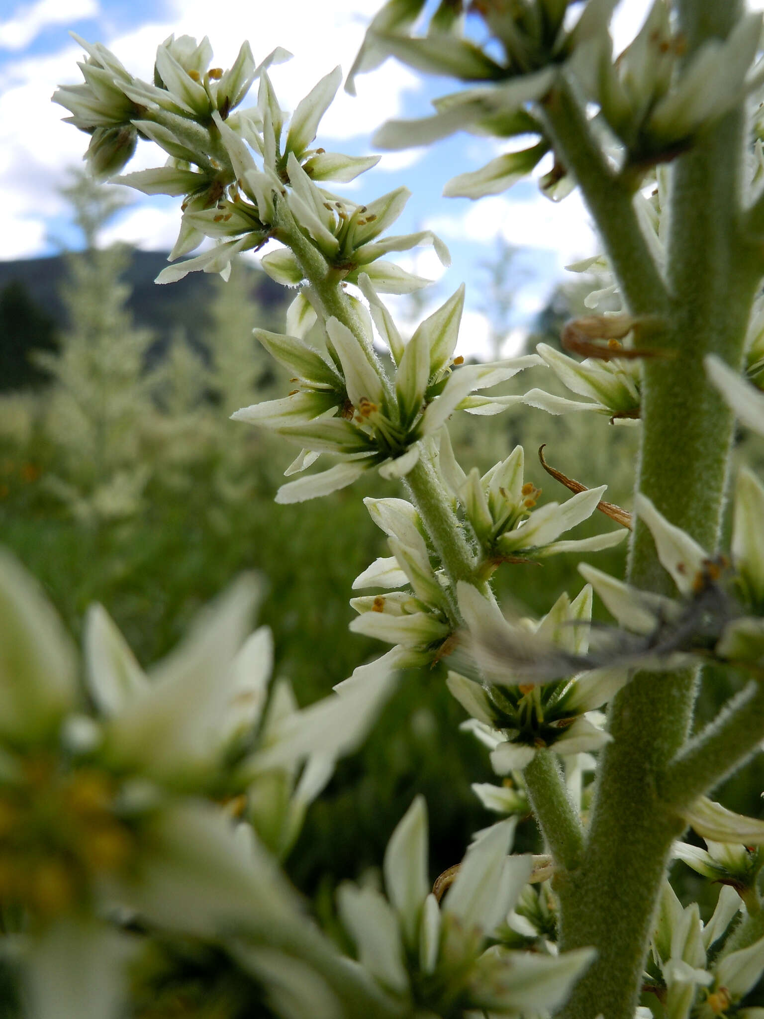 Image de Veratrum californicum var. californicum