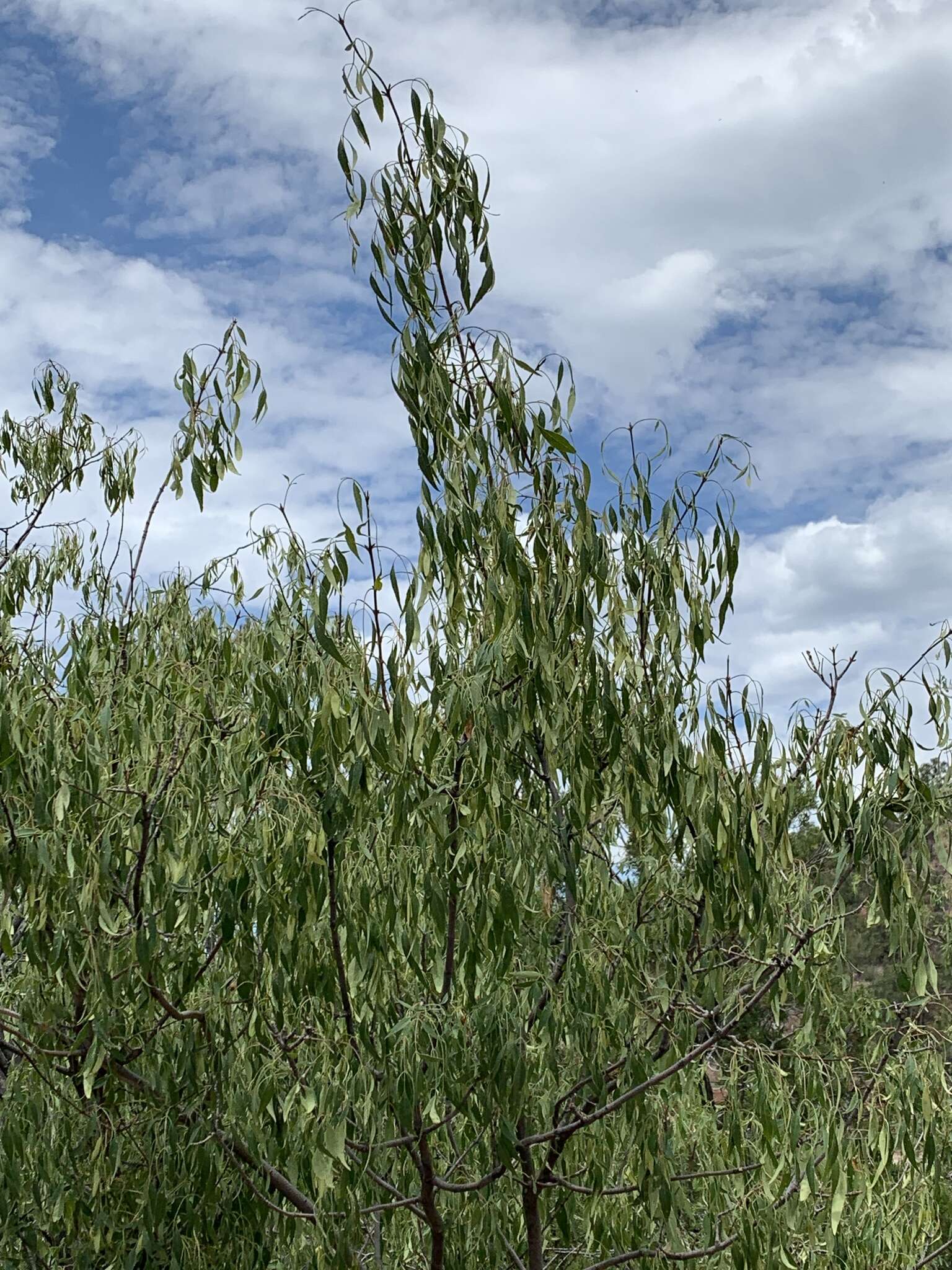 Image of fragrant ash