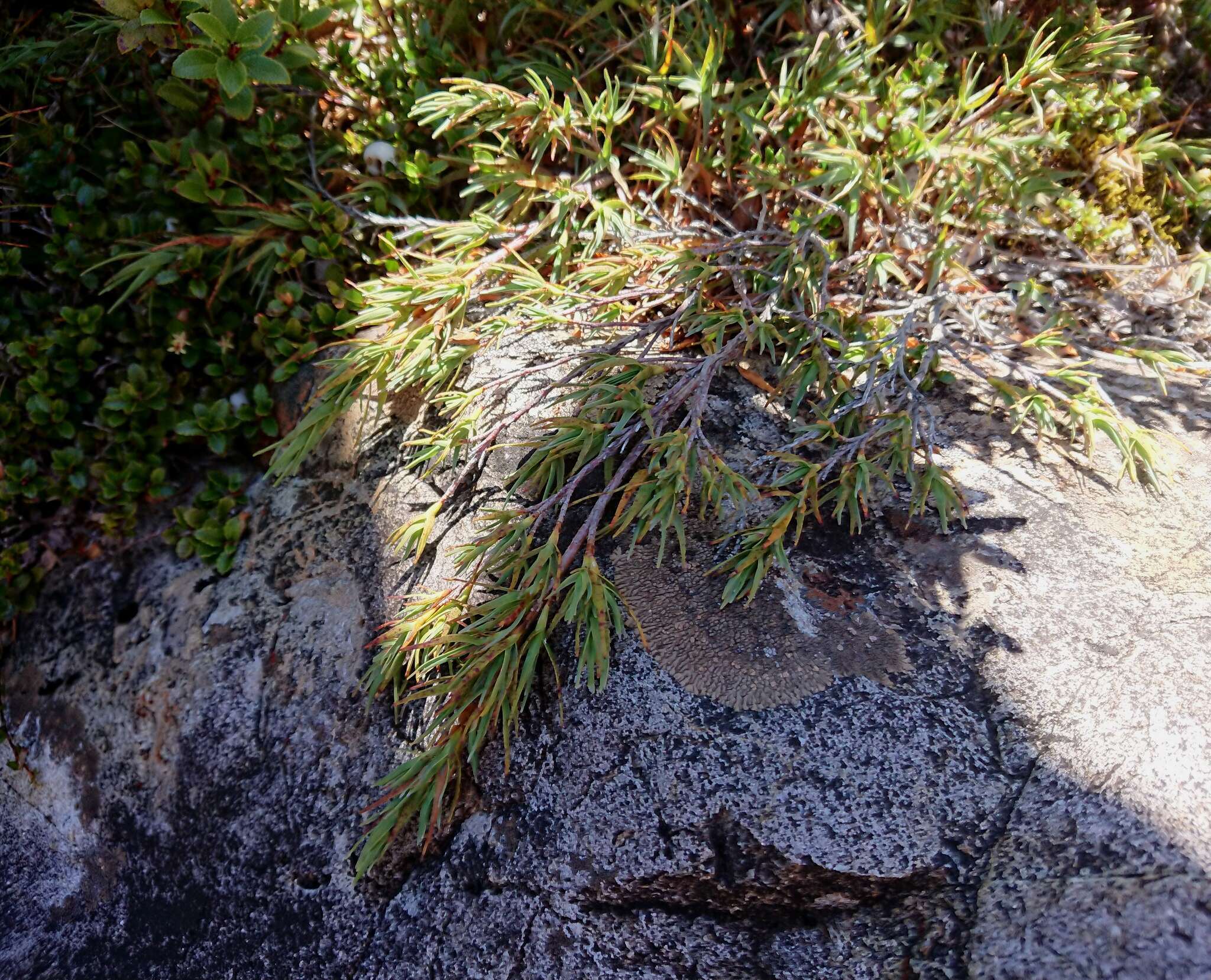 Слика од Dracophyllum kirkii Berggr.