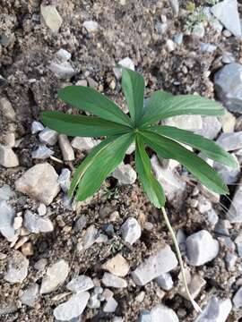 Image of stipulated cinquefoil