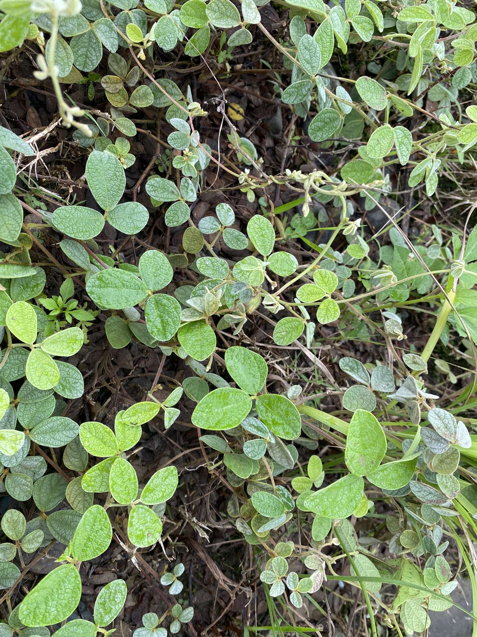 Image of showy pigeonpea