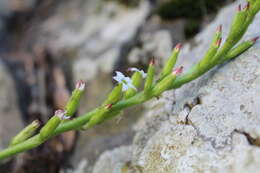 Imagem de Adromischus cristatus var. zeyheri (Harv.) Tölken