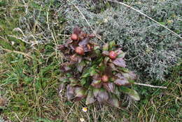 Image of Paeonia coriacea Boiss.