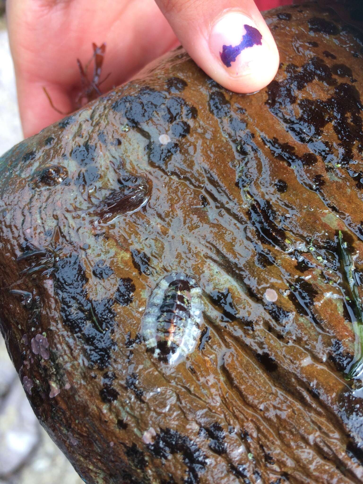 Image of Smooth European Chiton