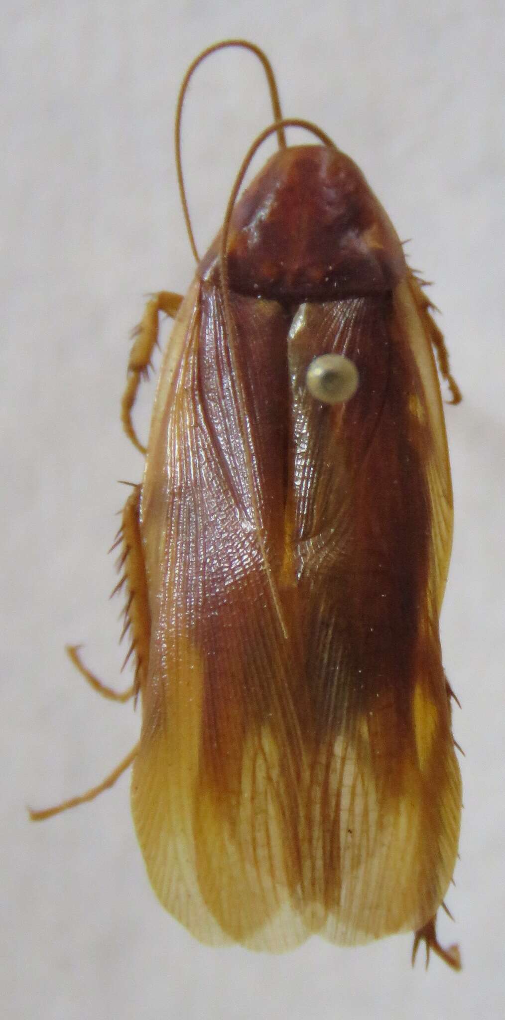 Ischnoptera rufa (De Geer 1773)的圖片