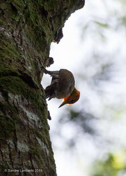 Image of Yellow-throated Woodpecker