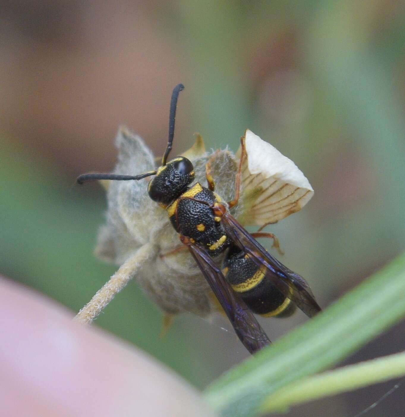 Image of Parancistrocerus fulvipes (de Saussure 1856)