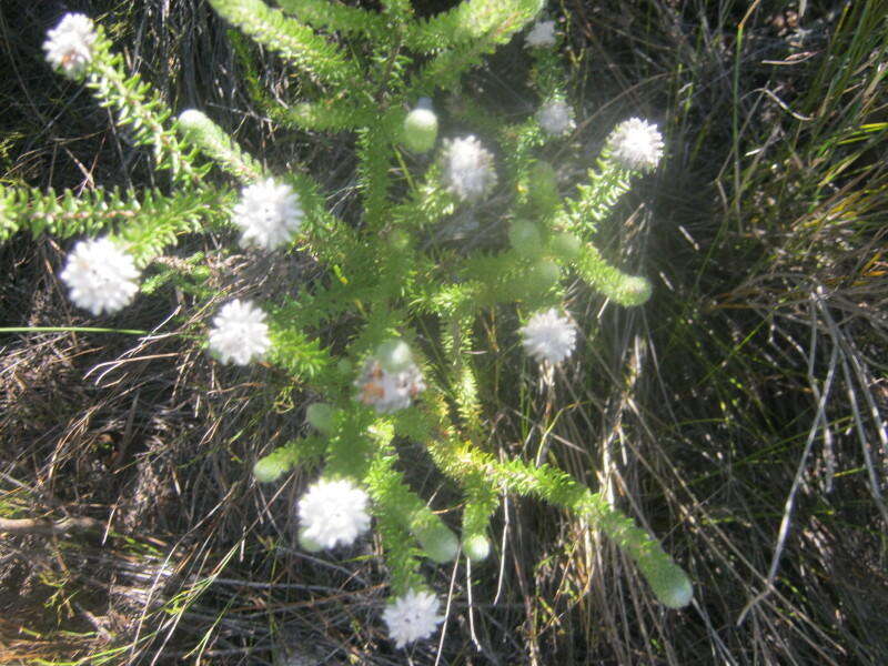 Image of Phylica curvifolia (Presl) Pillans ex Fourc.