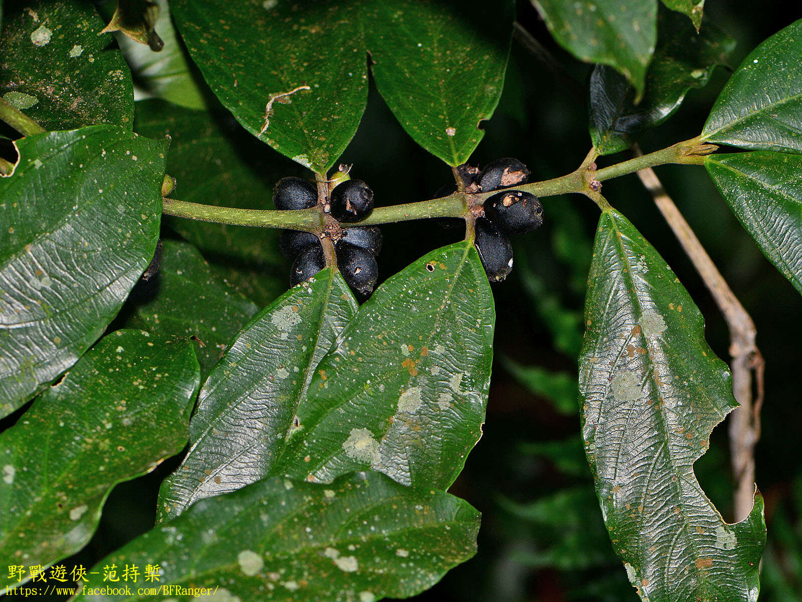 Lasianthus verticillatus (Lour.) Merr. resmi