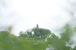 Image of Rufous-winged Buzzard