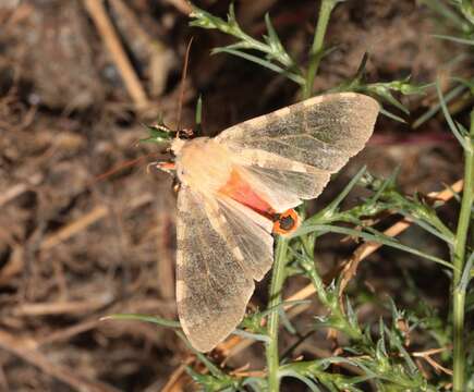 Sivun Pseudohemihyalea edwardsii (Packard 1864) kuva