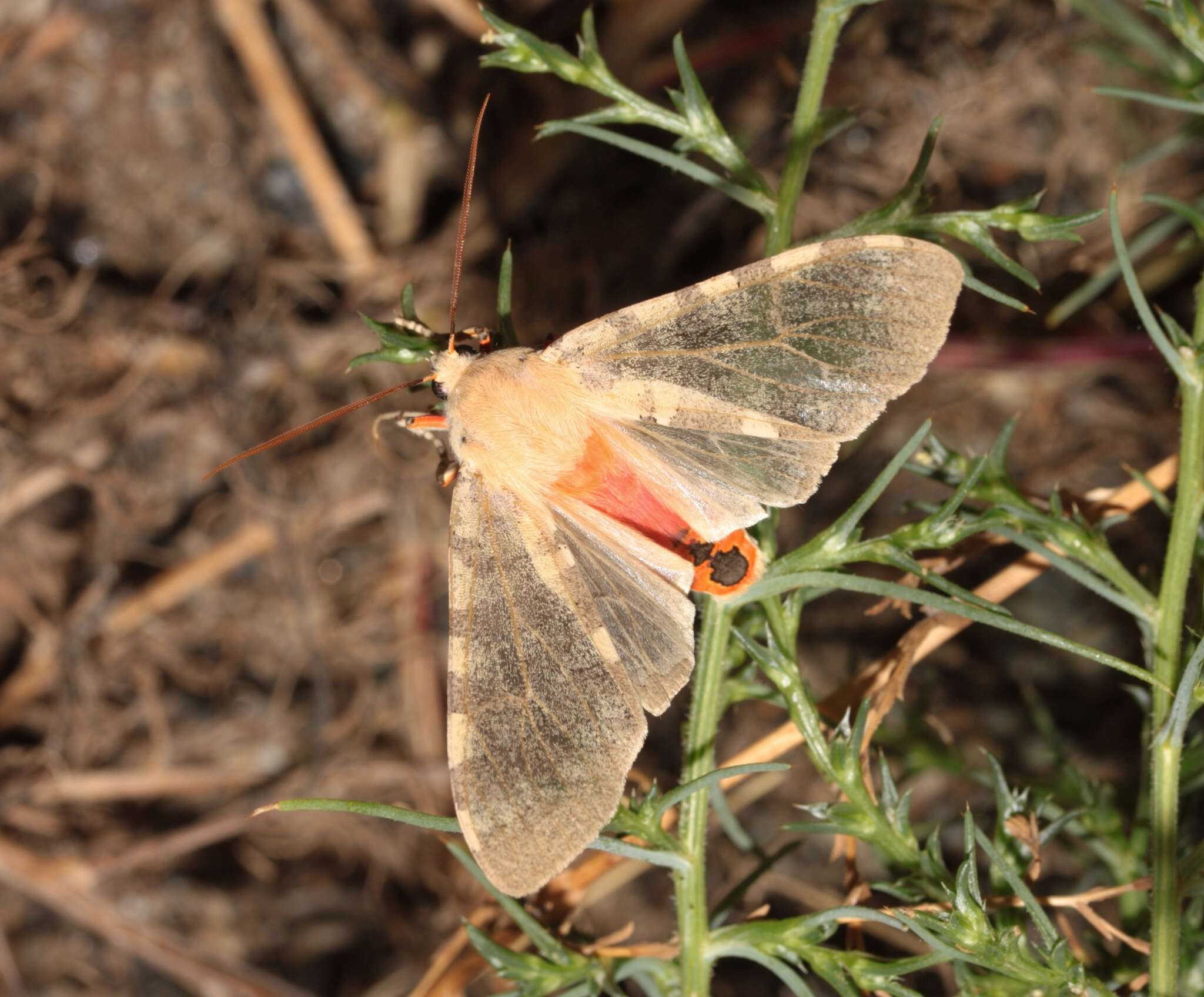 Image of Edwards' Glassy-wing