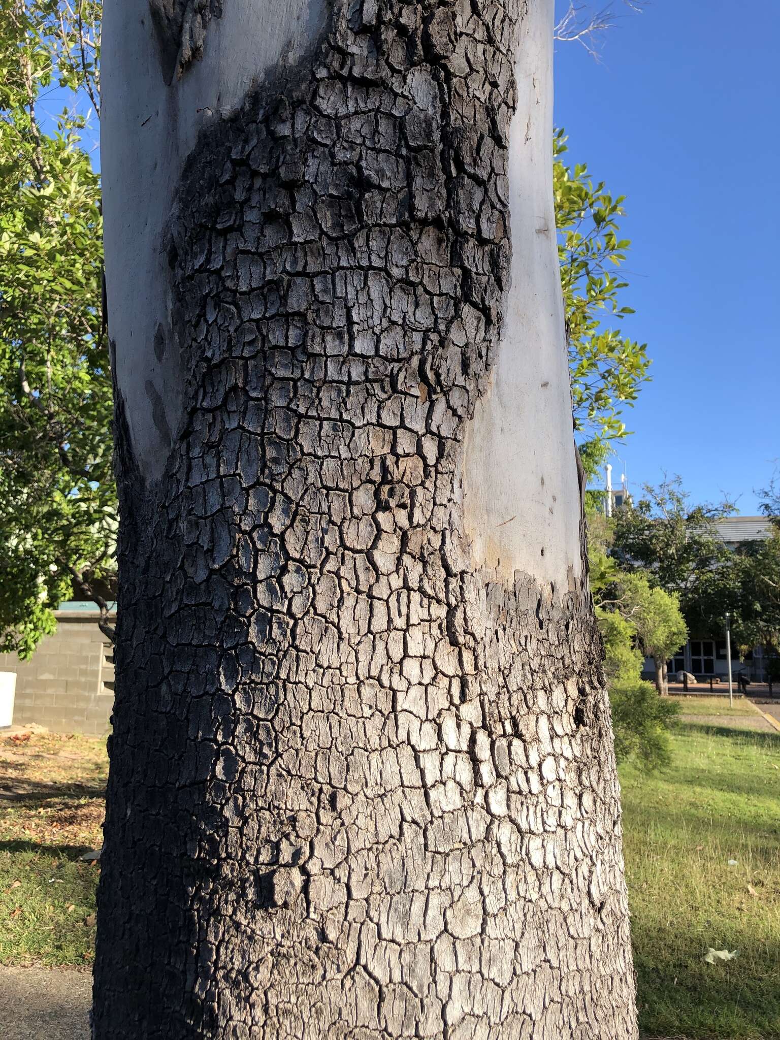 Image of Corymbia tessellaris (F. Müll.) K. D. Hill & L. A. S. Johnson