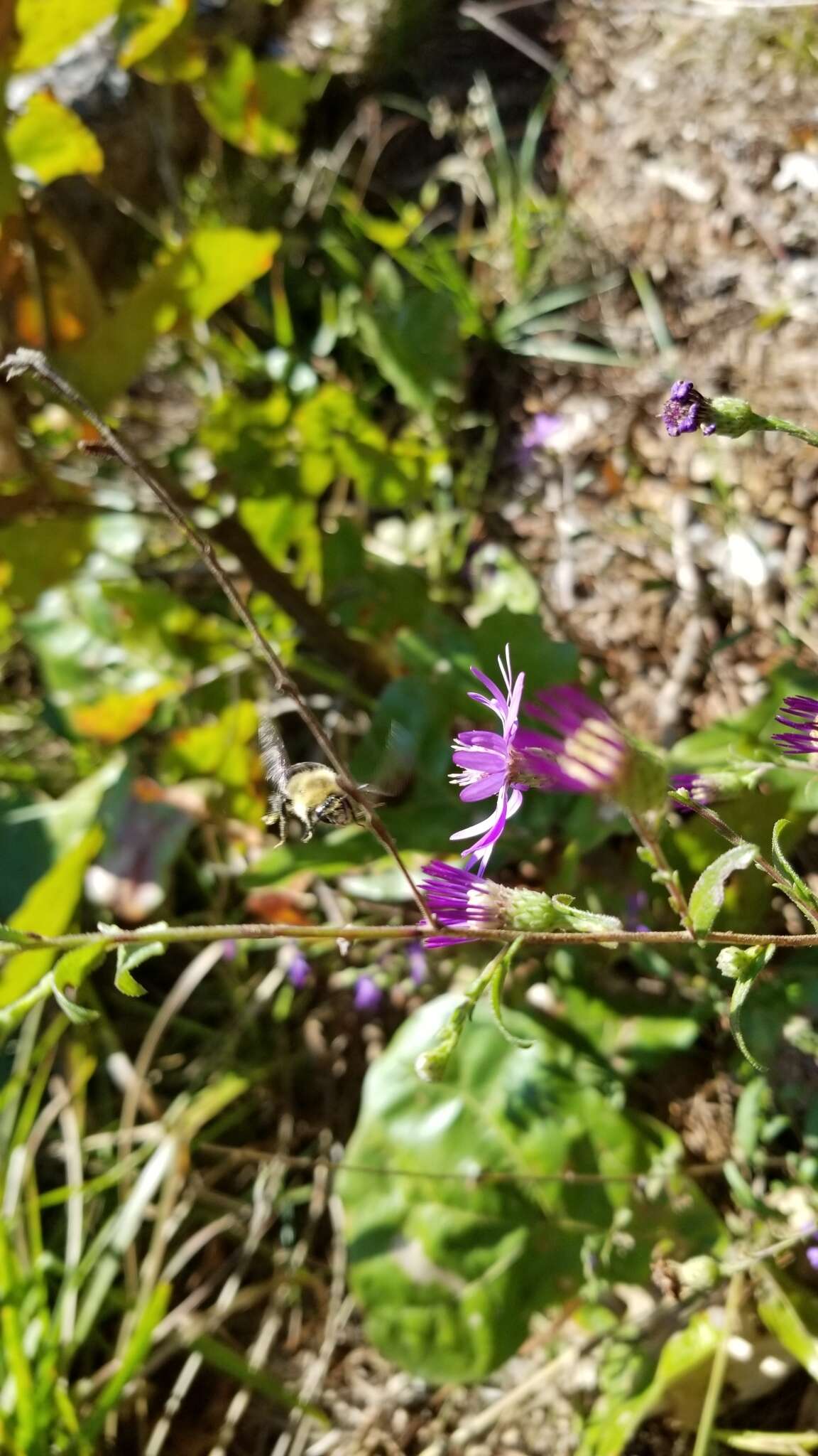 Image de Symphyotrichum georgianum (Alexander) G. L. Nesom