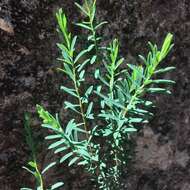 Image of Pimelea linifolia subsp. collina (R. Br.) Threlfall