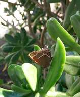 Image of Xami Hairstreak