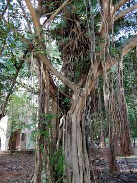 Imagem de Ficus benghalensis L.