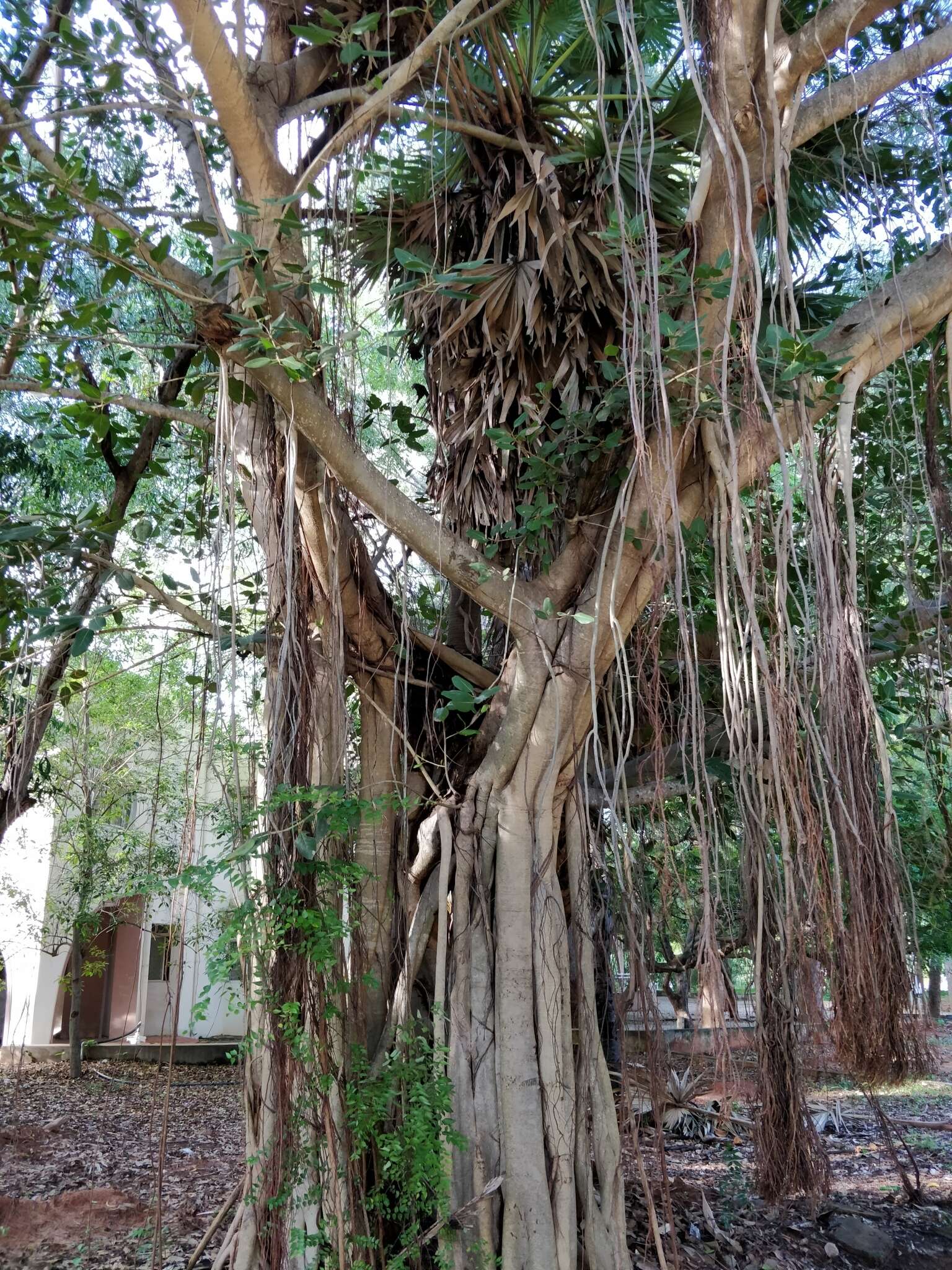 Imagem de Ficus benghalensis L.