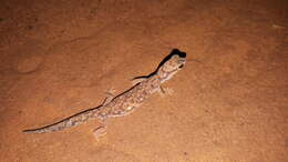 Image of Beaked Gecko