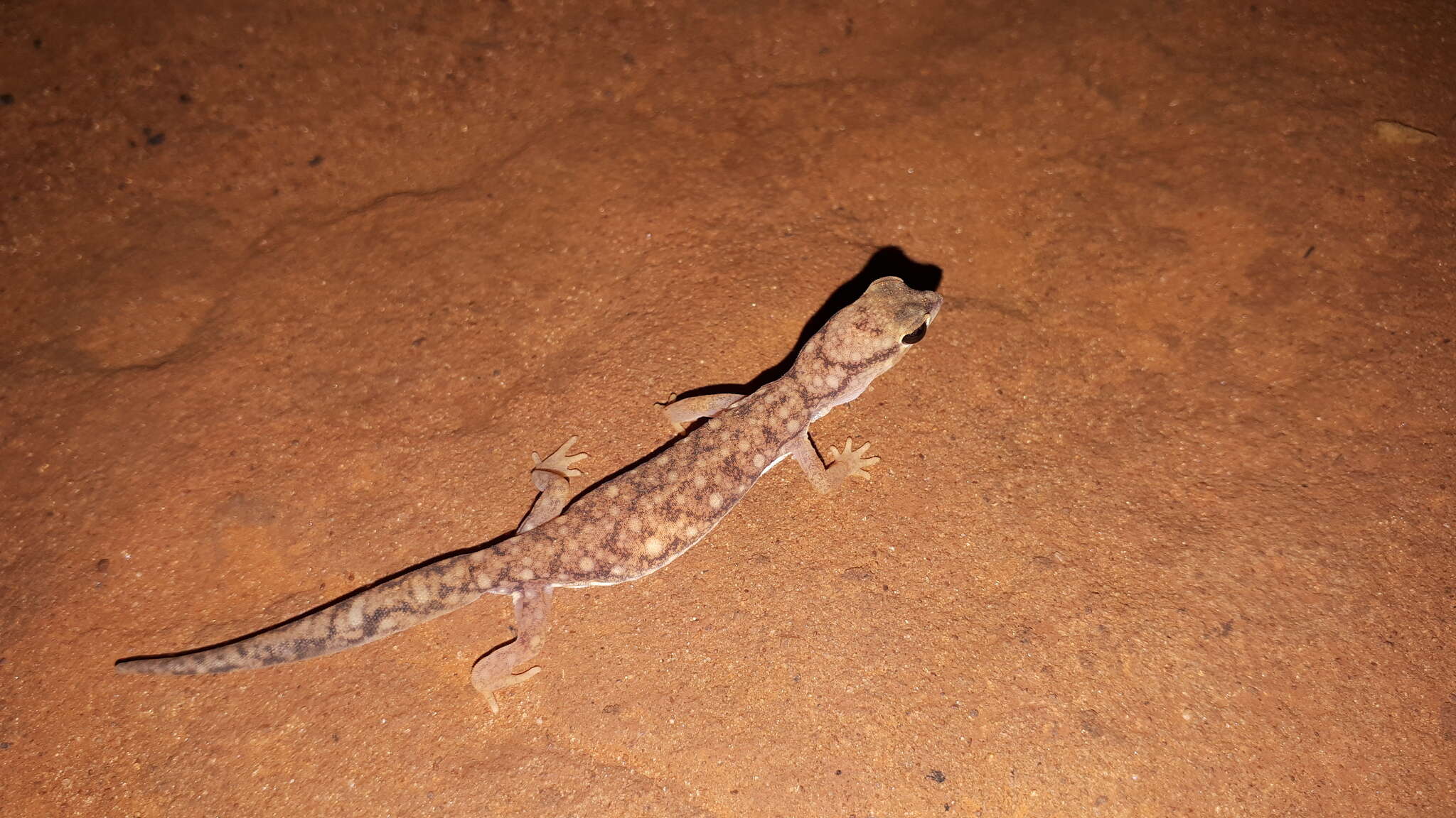 Image of Beaked Gecko