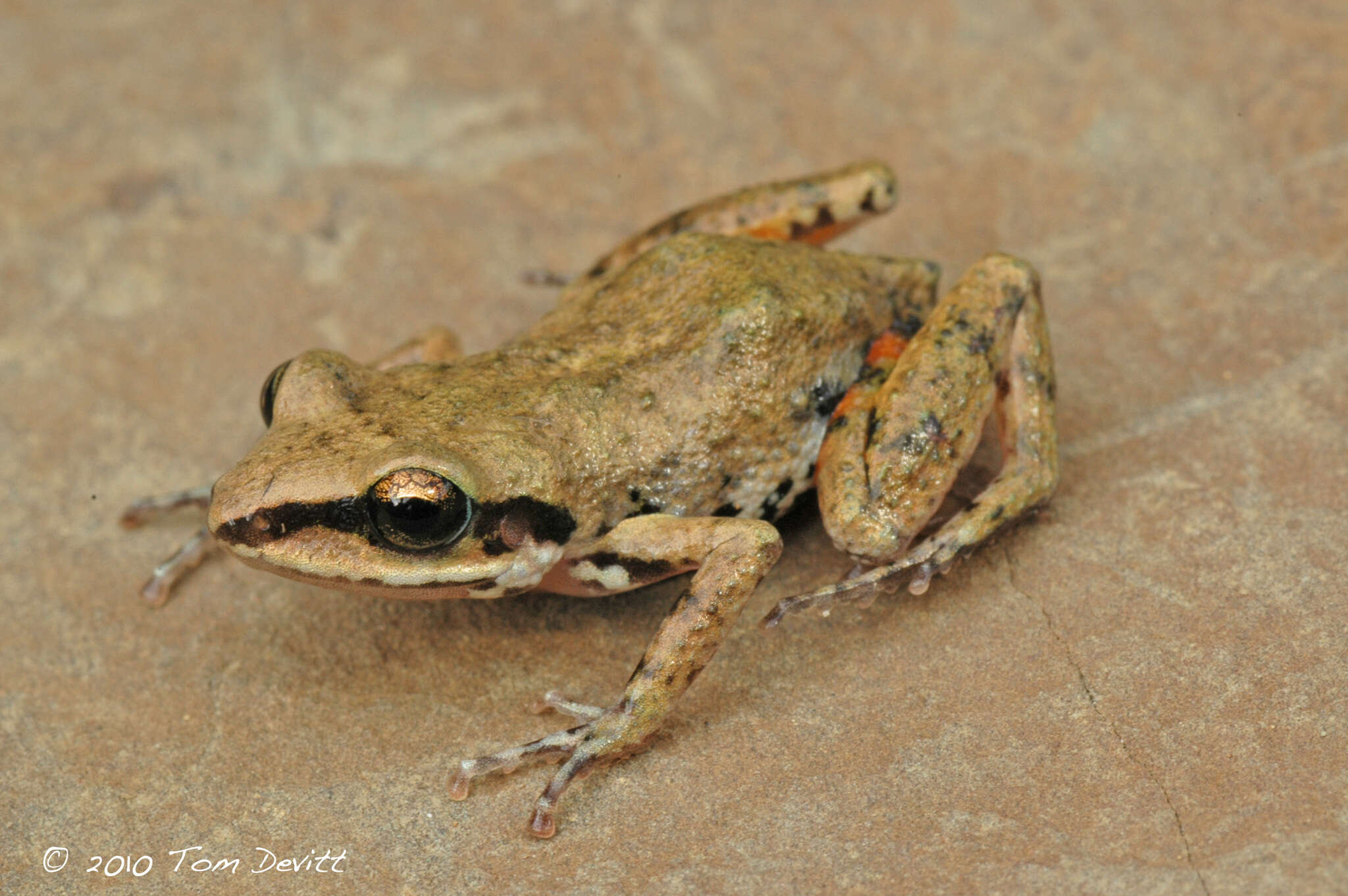 Image of White-lipped Peeping Frog