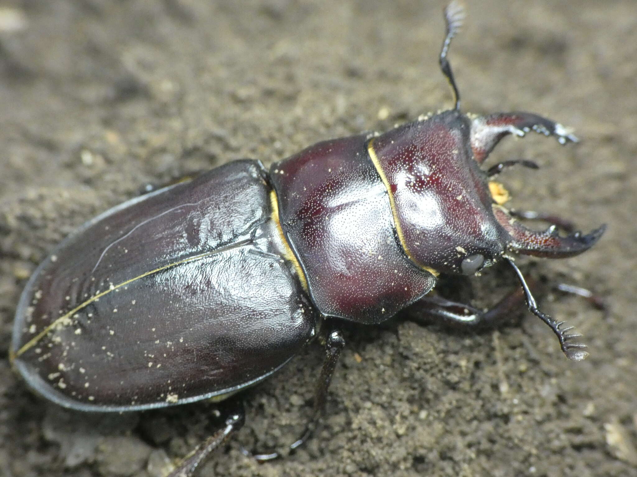 Image de Lucanus tetraodon sicilianus Planet 1899