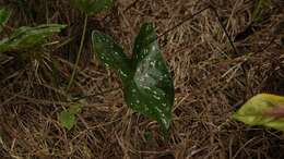 Image of Caladium bicolor (Aiton) Vent.