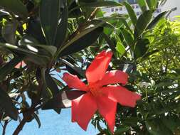 Image of Camellia azalea C. F. Wei