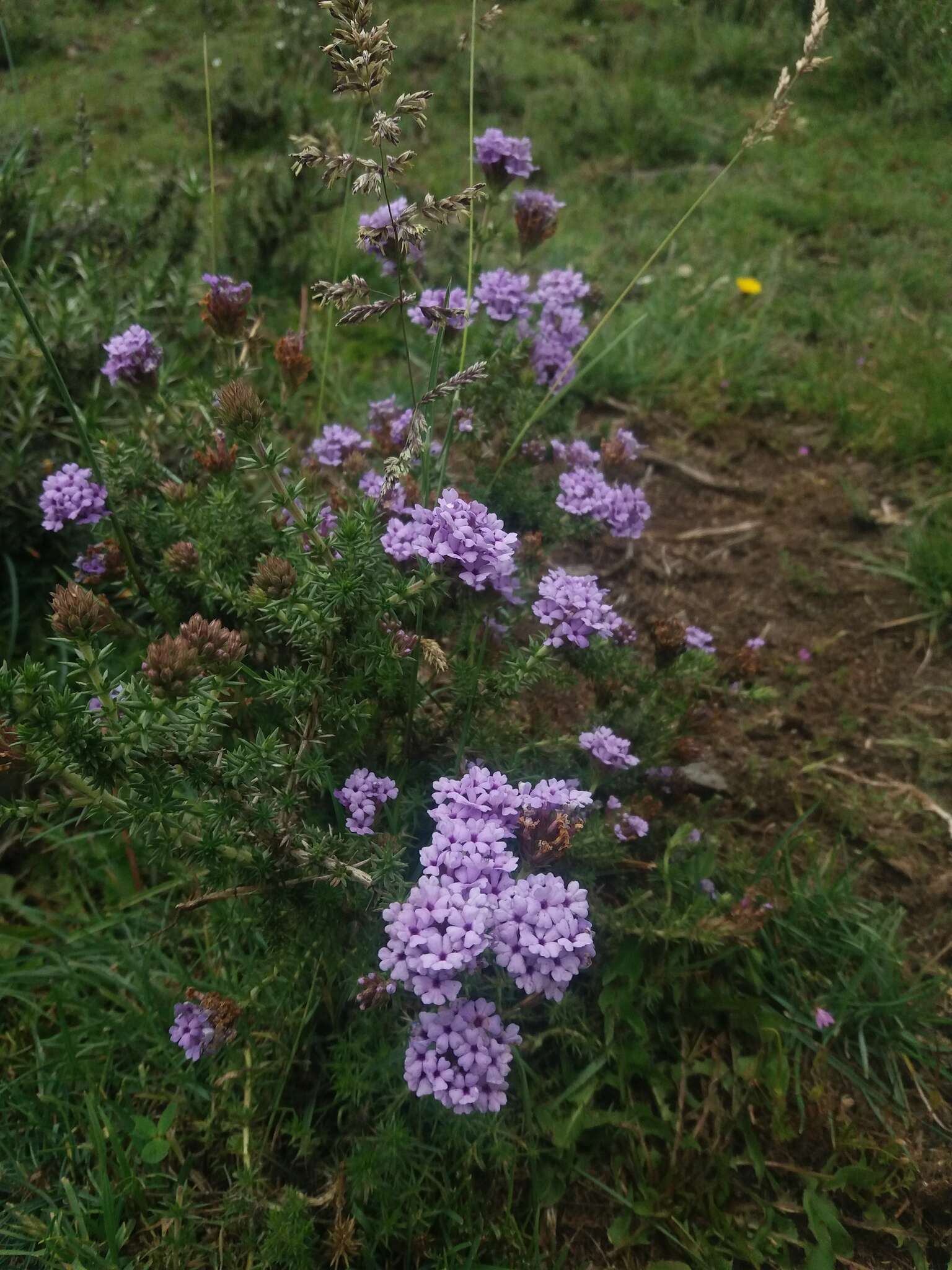 Image of Junellia juniperina (Lag.) Moldenke