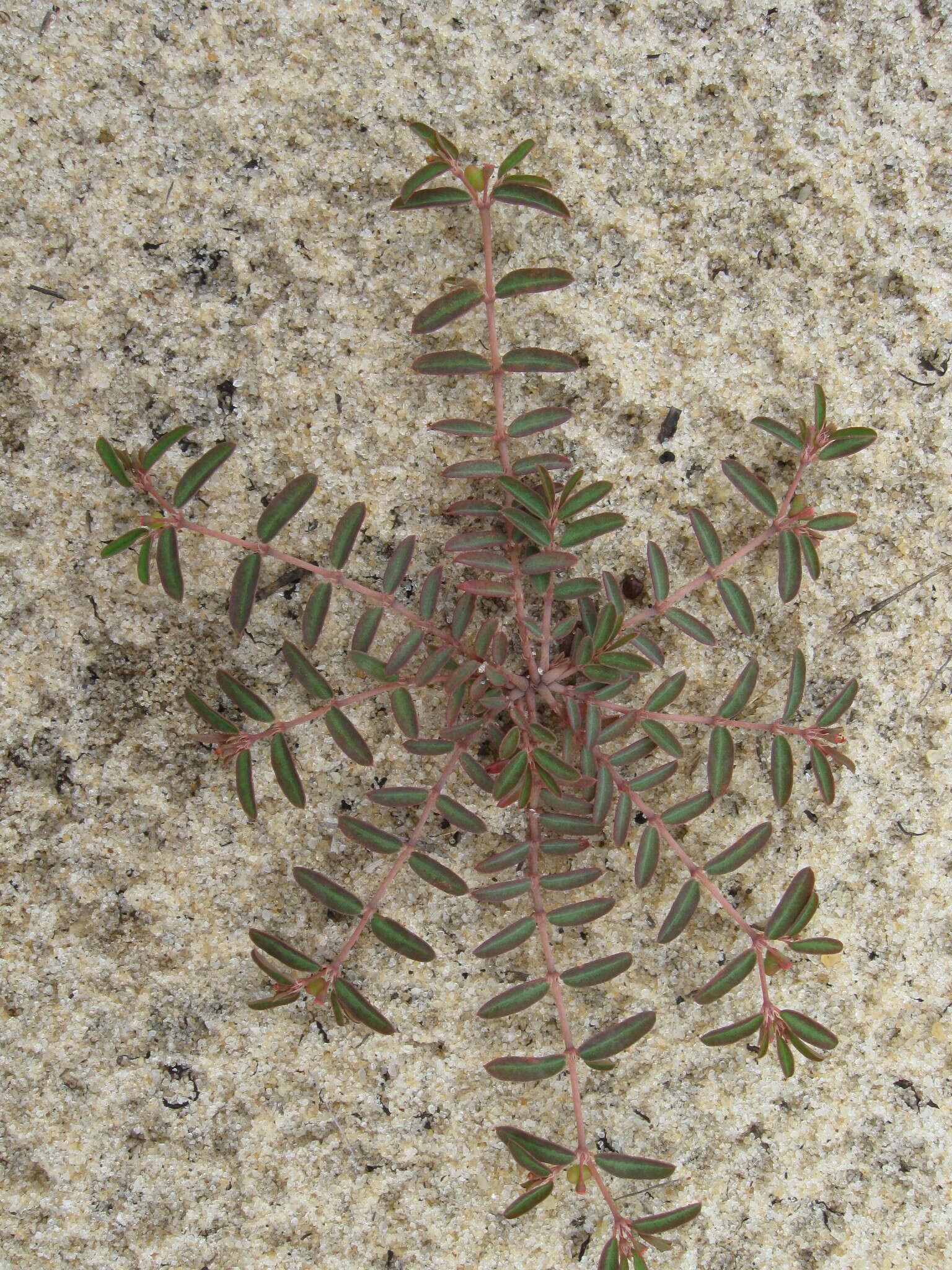 صورة Euphorbia cumulicola (Small) Oudejans