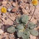 Plancia ëd Encelia nutans Eastw.